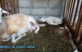 Kambing Melahirkan Kembar 4 Berapa Bulan Sekali